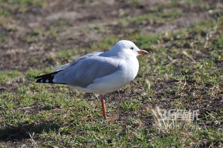 海上的马拉松选手“海鸥”图片10