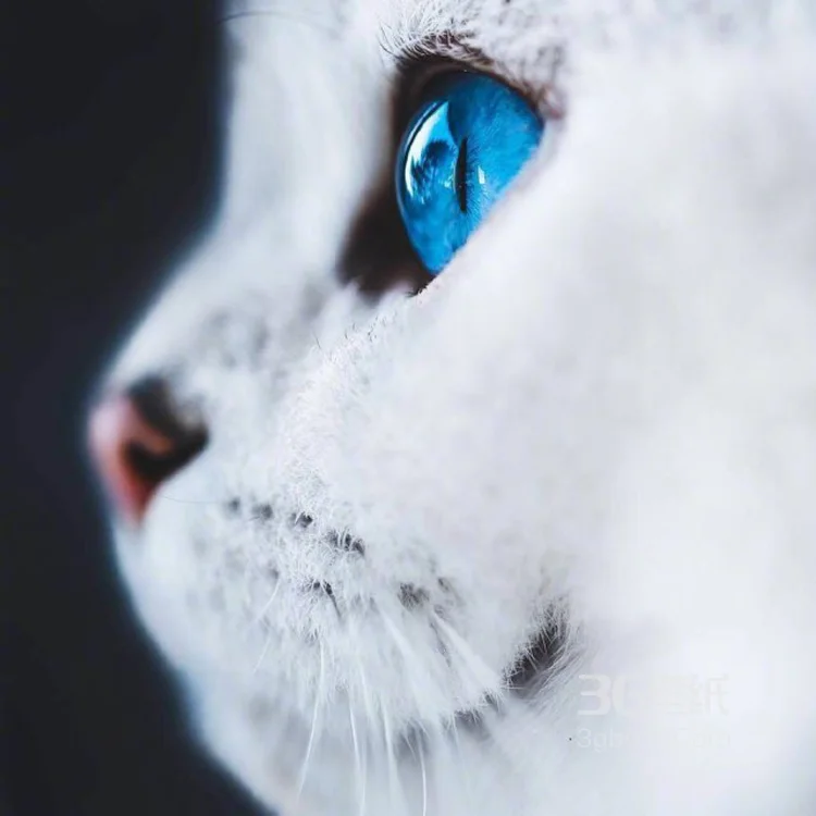 蓝颜色瞳孔萌猫图片，唯美可爱6