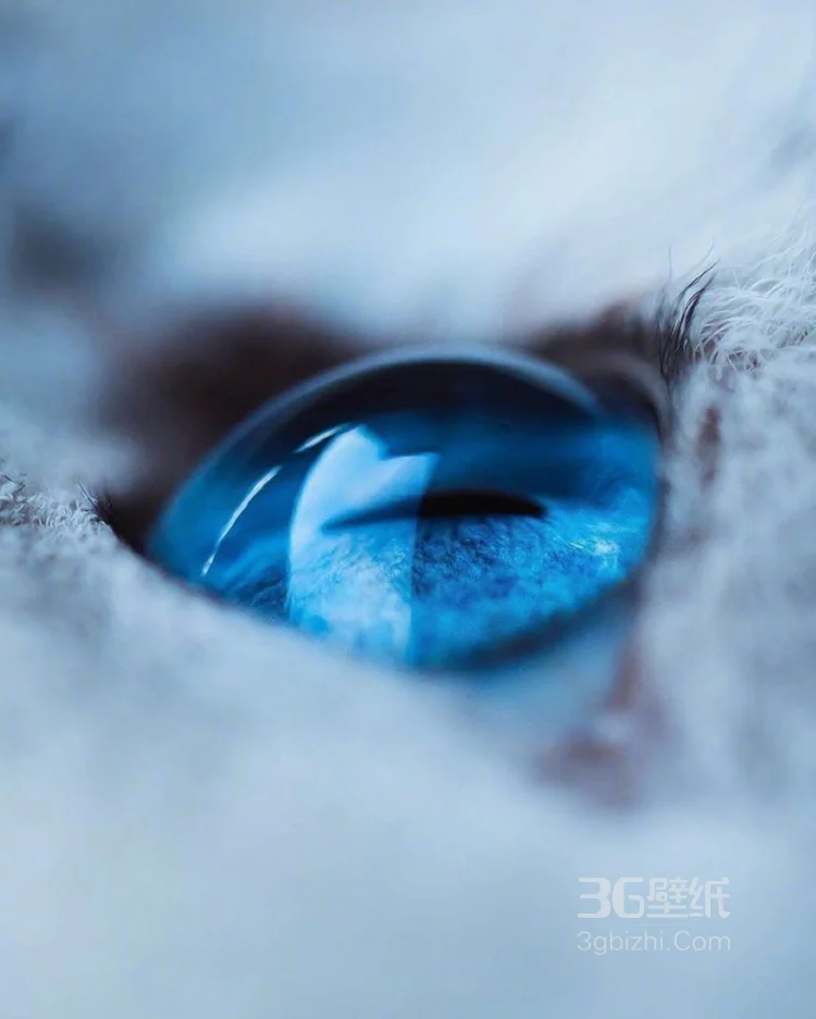 蓝颜色瞳孔萌猫图片，唯美可爱5