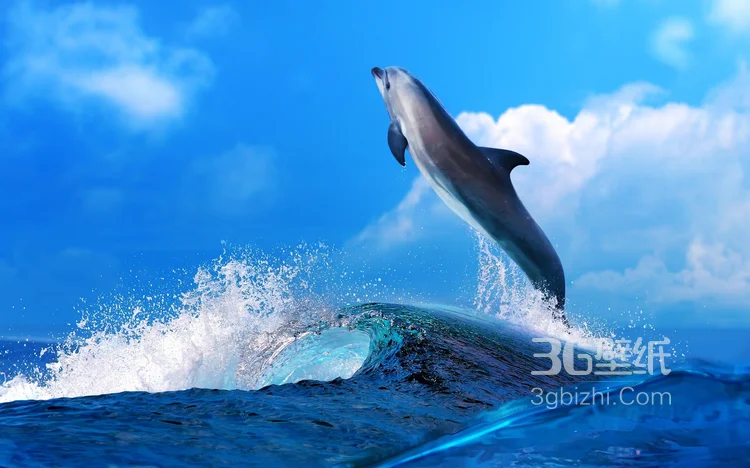 高智商海洋生物海豚的高清图集可做壁纸17