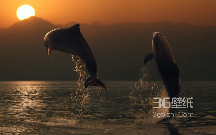 高智商海洋生物海豚的高清图集可做壁纸6