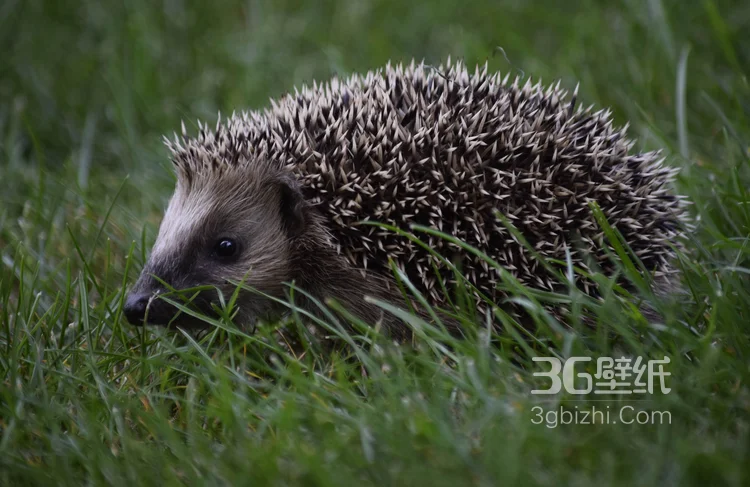 可爱的小刺猬图片，别靠近我 我会弄伤你的11