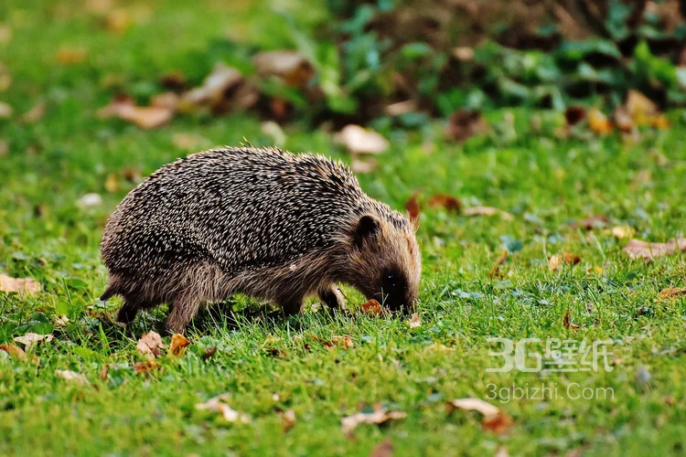 可爱的小刺猬图片，别靠近我 我会弄伤你的1