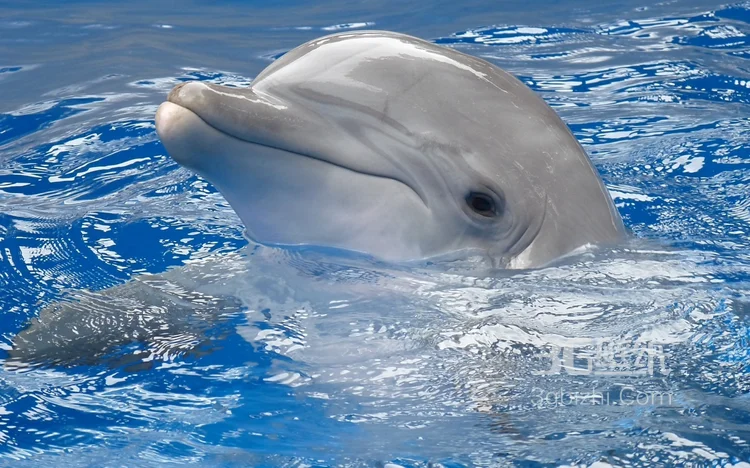 高智商海洋生物海豚的高清图集可做壁纸15