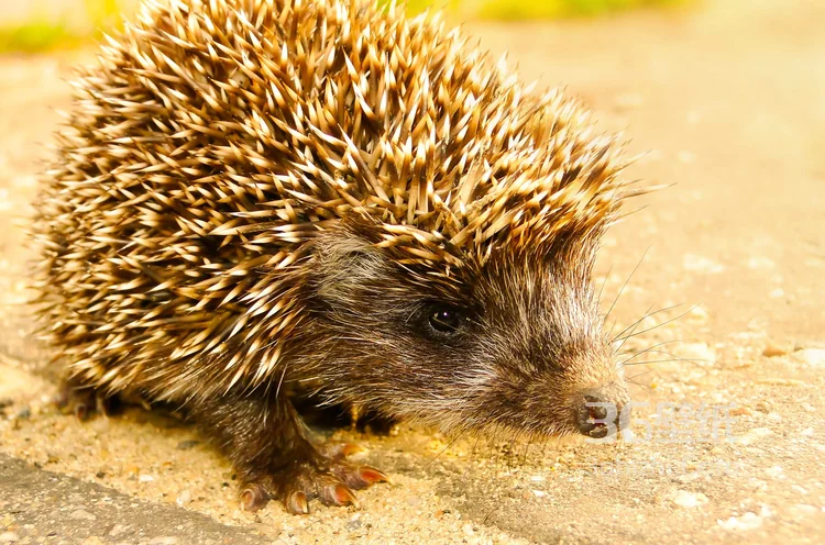 可爱的小刺猬图片，别靠近我 我会弄伤你的8