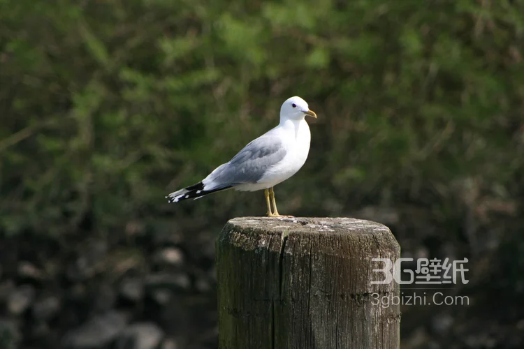 海上的马拉松选手“海鸥”图片7