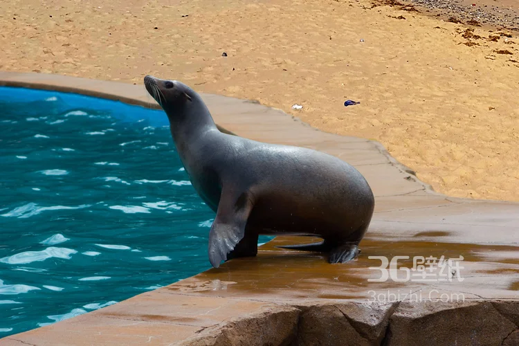 大海里的狮子“海狮”高清图片大全2