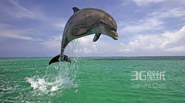 高智商海洋生物海豚的高清图集可做壁纸4