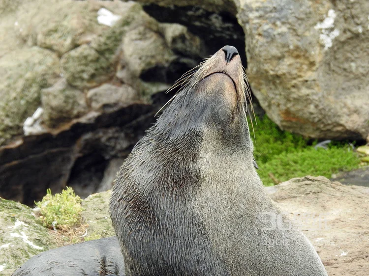 大海里的狮子“海狮”高清图片大全9