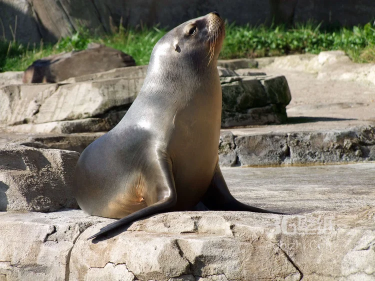 大海里的狮子“海狮”高清图片大全8