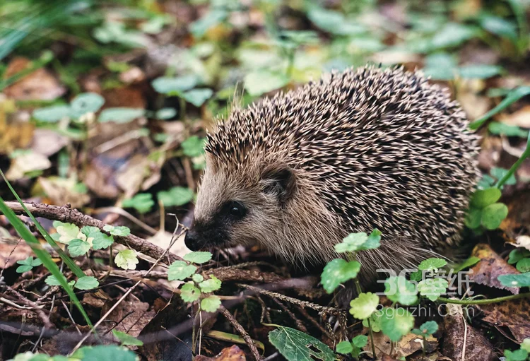 可爱的小刺猬图片，别靠近我 我会弄伤你的3