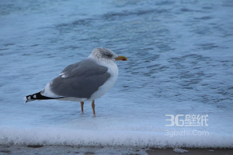 海上的马拉松选手“海鸥”图片5