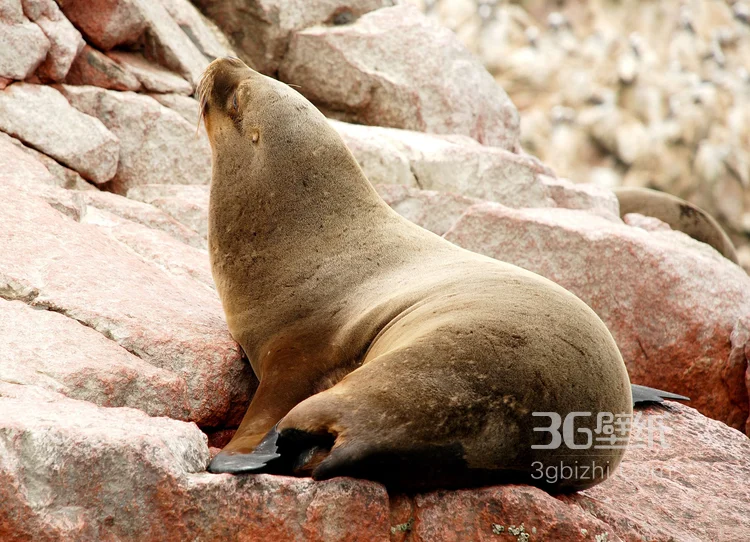 大海里的狮子“海狮”高清图片大全4