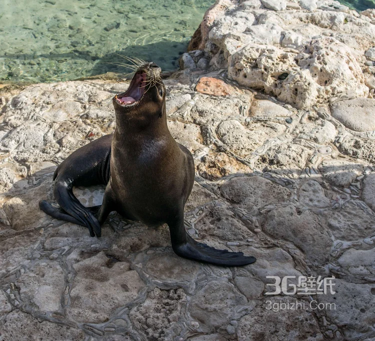 大海里的狮子“海狮”高清图片大全5