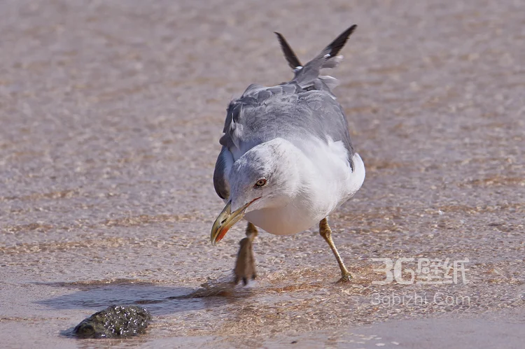 海上的马拉松选手“海鸥”图片2