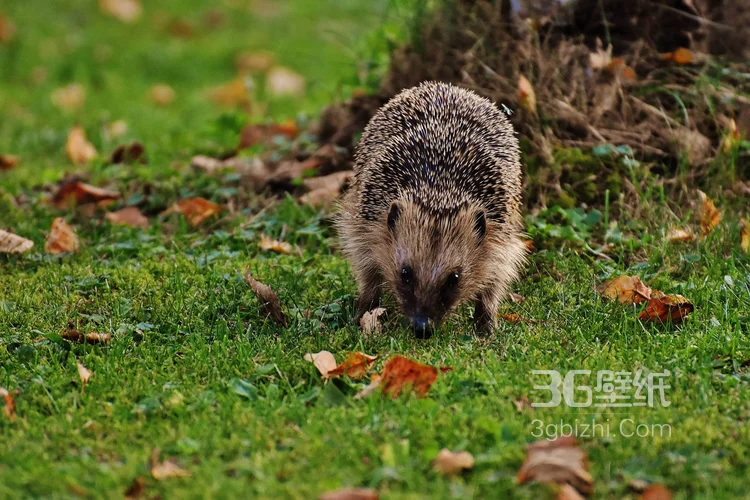 可爱的小刺猬图片，别靠近我 我会弄伤你的2