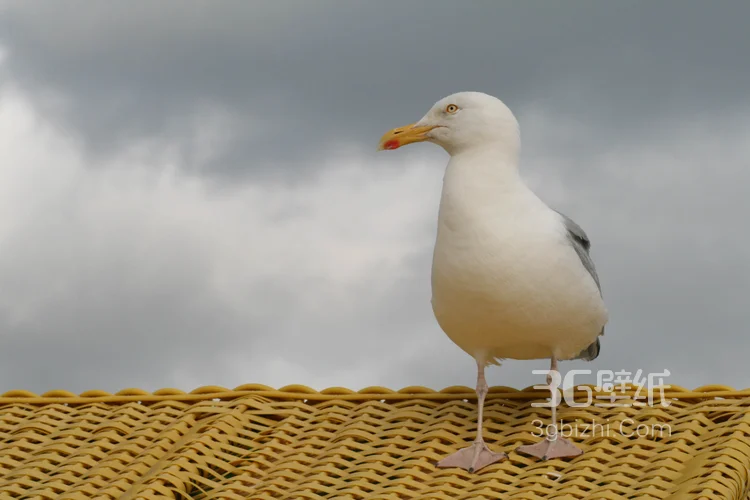 海上的马拉松选手“海鸥”图片6