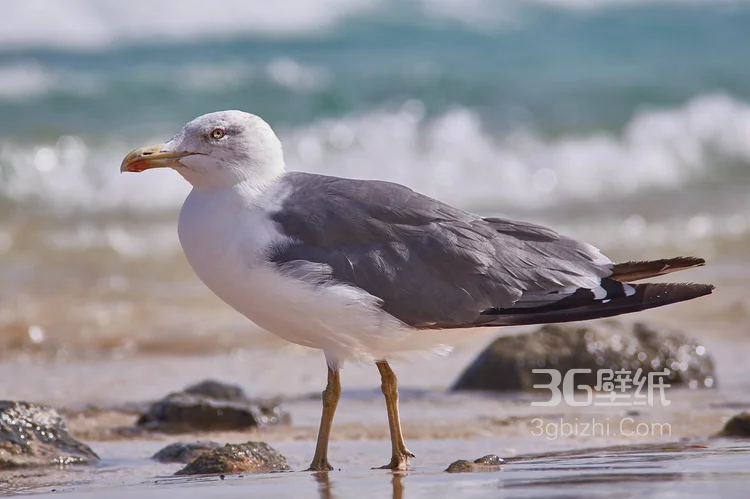 海上的马拉松选手“海鸥”图片11