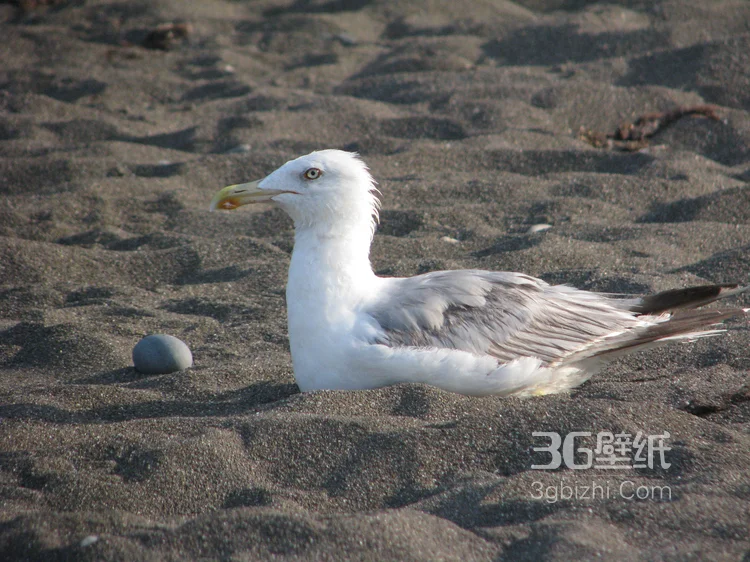 海上的马拉松选手“海鸥”图片15