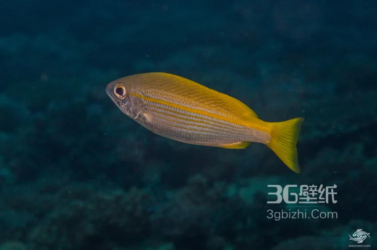 餐馆常客大眼鲷鱼图片2