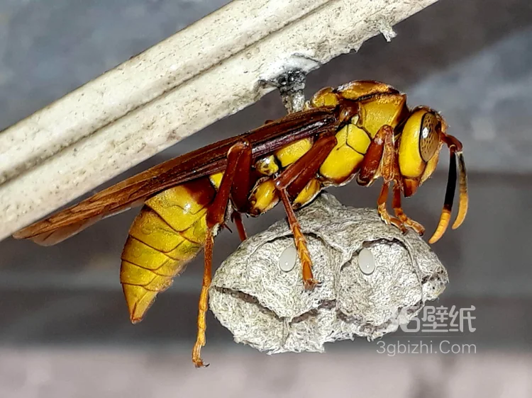 黄蜂图片，大黄蜂高清近照图片8