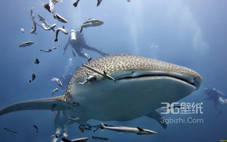 温顺的鲨鱼,鲸鲨图片 海上捕食的鲸鲨10
