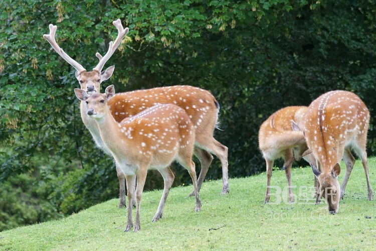 森林里的野生梅花鹿图片10