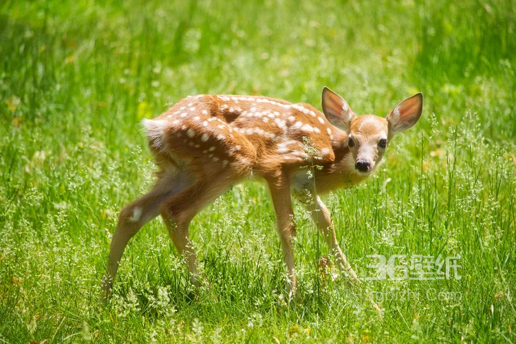 森林里的野生梅花鹿图片11