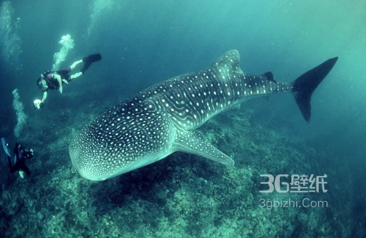 温顺的鲨鱼，鲸鲨图片 海上捕食的鲸鲨9