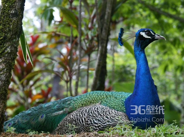 鸟类的选美冠军“孔雀”，开屏孔雀的一组高清图片1