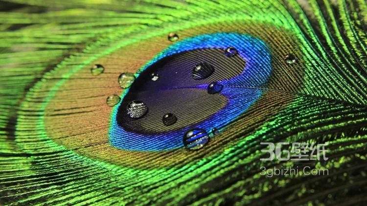 鸟类的选美冠军“孔雀”，开屏孔雀的一组高清图片9