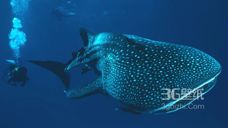 温顺的鲨鱼，鲸鲨图片 海上捕食的鲸鲨13