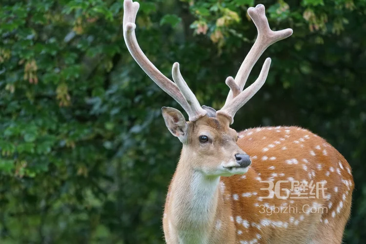 森林里的野生梅花鹿图片8
