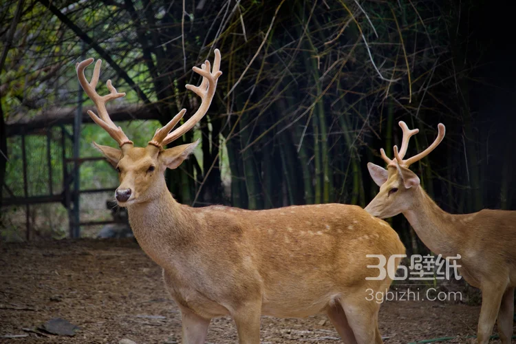 森林里的野生梅花鹿图片4
