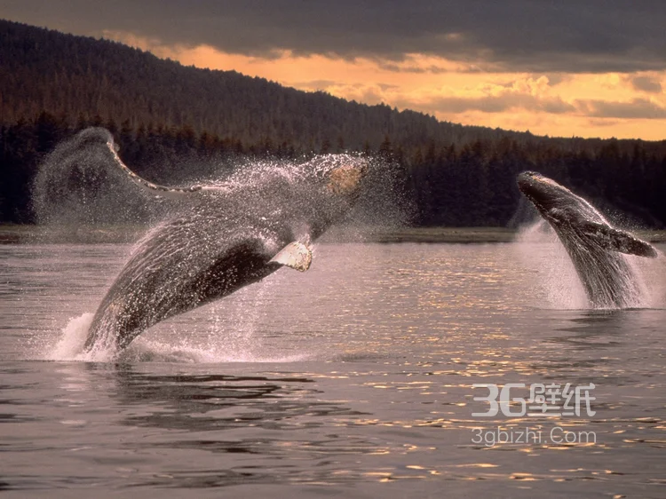 温顺的鲨鱼，鲸鲨图片 海上捕食的鲸鲨8
