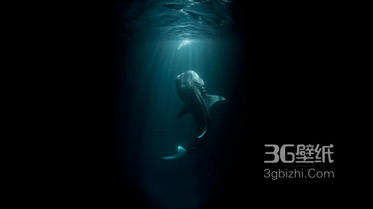 温顺的鲨鱼，鲸鲨图片 海上捕食的鲸鲨7