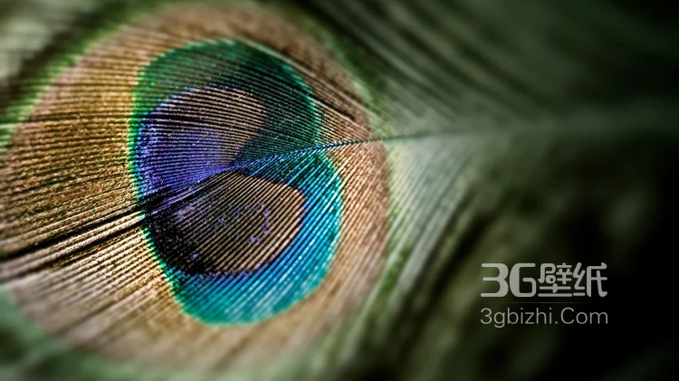 鸟类的选美冠军“孔雀”，开屏孔雀的一组高清图片2