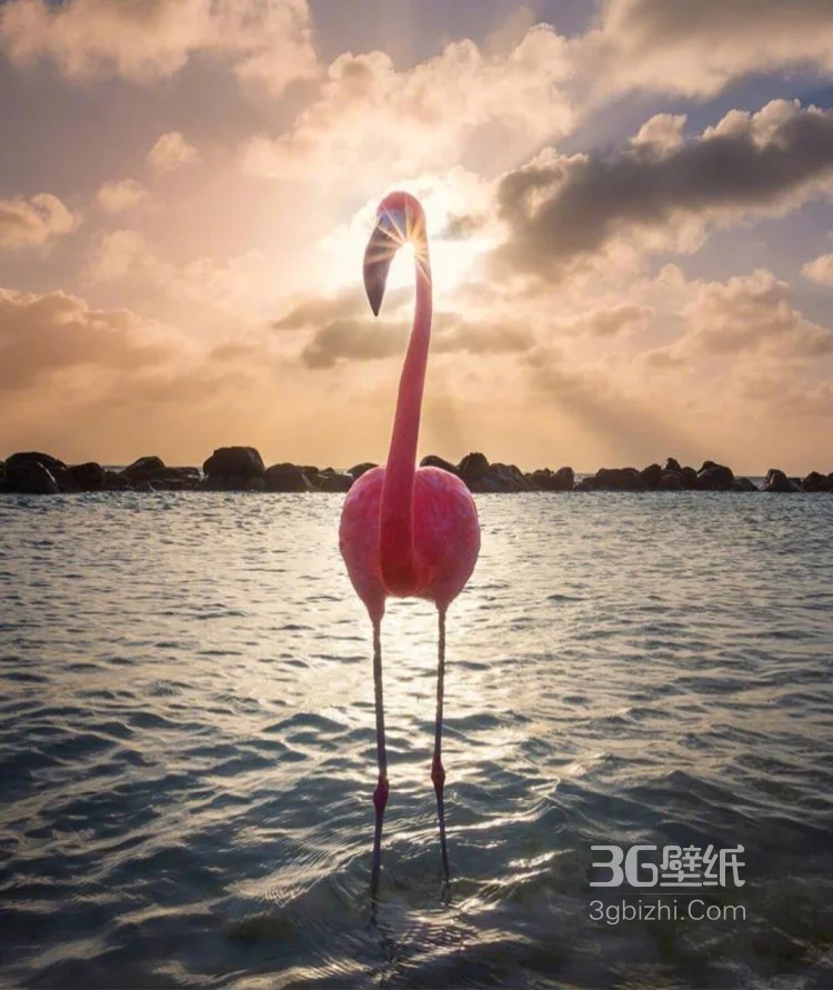 夕阳下，海边悠闲漫步的粉红火烈鸟唯美图片6