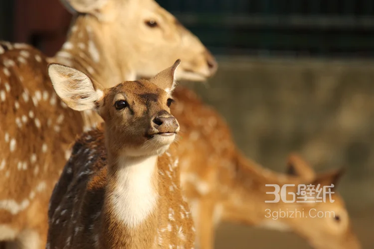 森林里的野生梅花鹿图片3