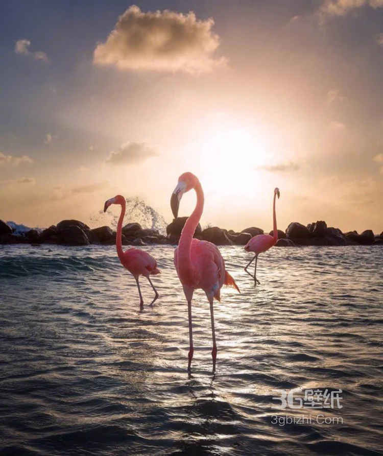 夕阳下，海边悠闲漫步的粉红火烈鸟唯美图片3