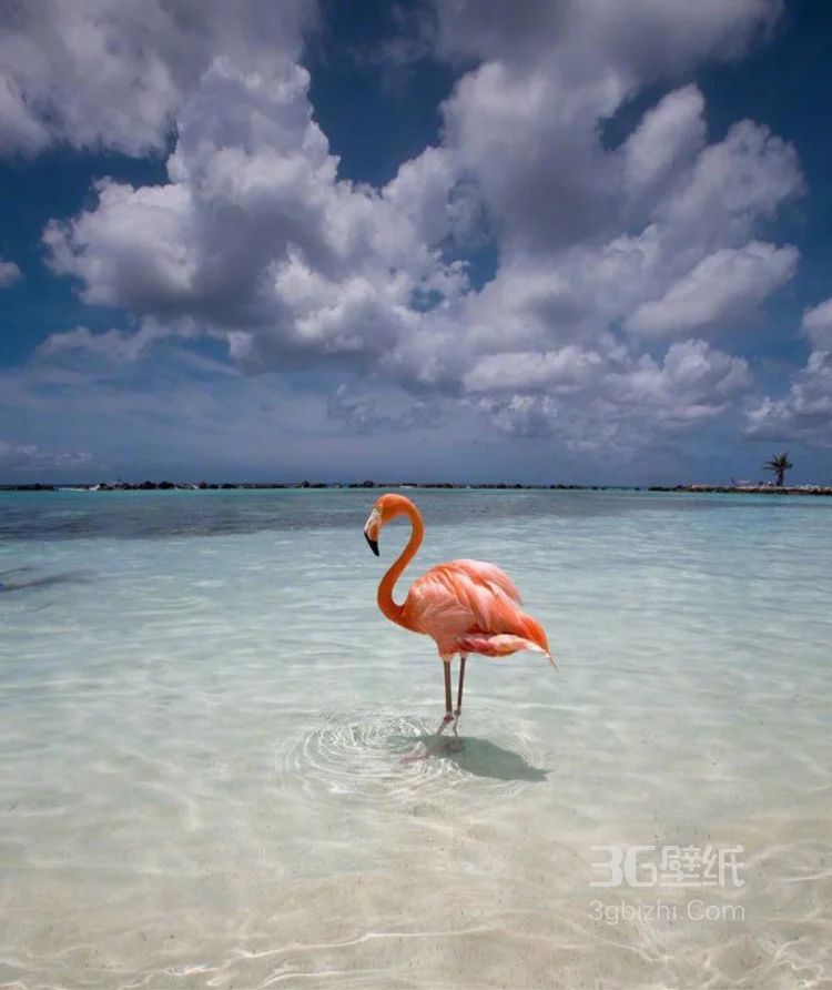 夕阳下，海边悠闲漫步的粉红火烈鸟唯美图片7