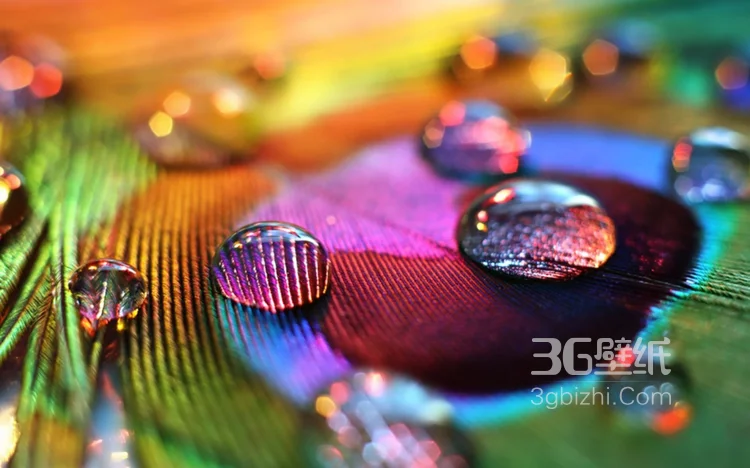 鸟类的选美冠军“孔雀”，开屏孔雀的一组高清图片7