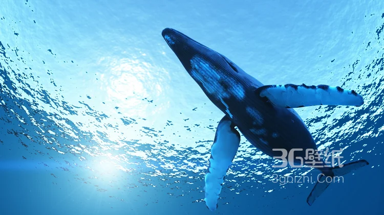温顺的鲨鱼，鲸鲨图片 海上捕食的鲸鲨6