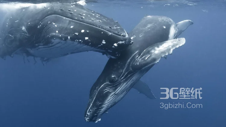 温顺的鲨鱼，鲸鲨图片 海上捕食的鲸鲨3