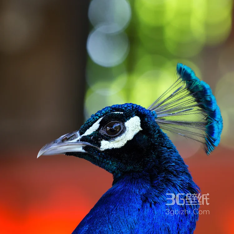 鸟类的选美冠军“孔雀”，开屏孔雀的一组高清图片12