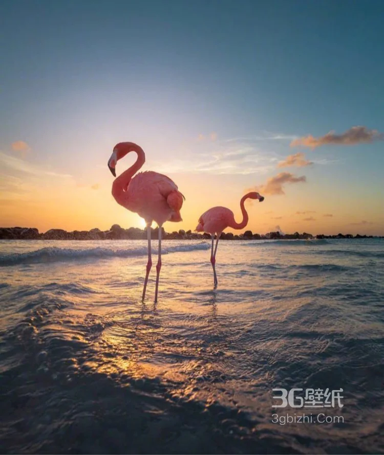 夕阳下，海边悠闲漫步的粉红火烈鸟唯美图片4