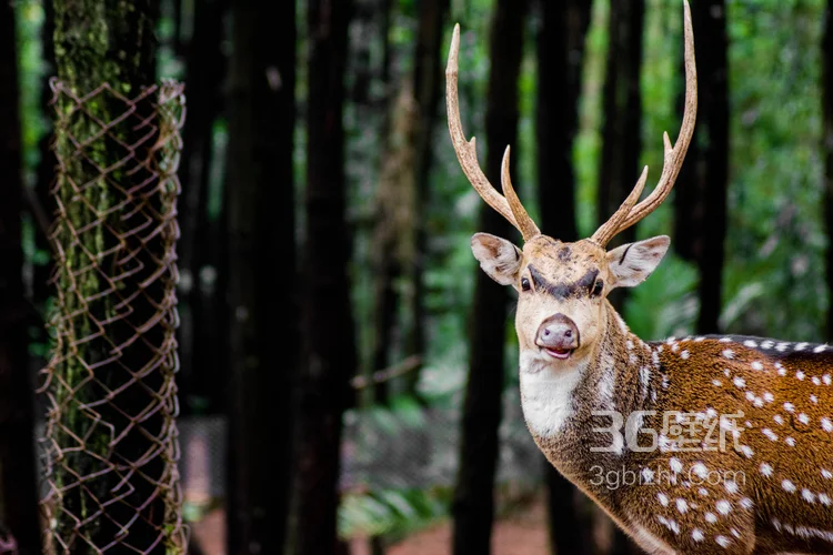 森林里的野生梅花鹿图片6