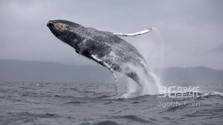 温顺的鲨鱼，鲸鲨图片 海上捕食的鲸鲨2
