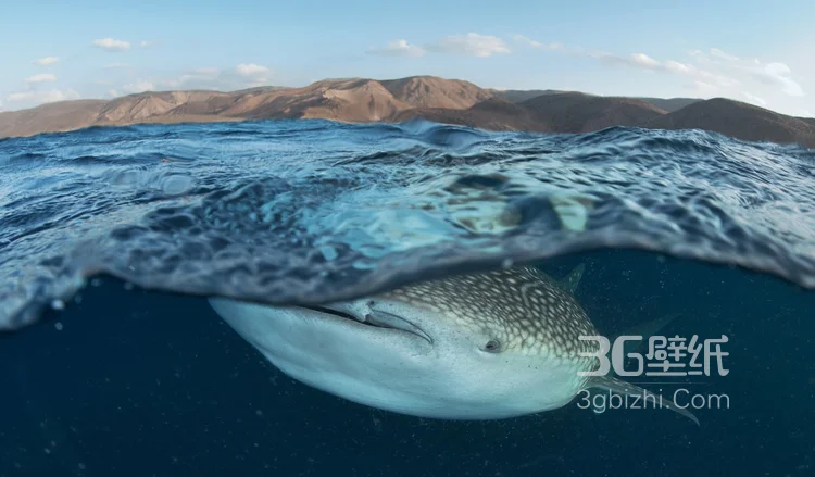 温顺的鲨鱼，鲸鲨图片 海上捕食的鲸鲨4