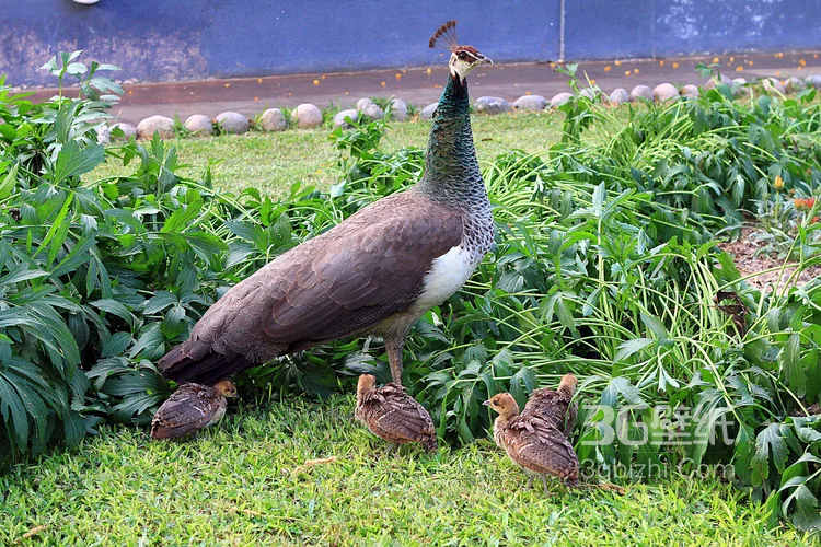 鸟类的选美冠军“孔雀”，开屏孔雀的一组高清图片8